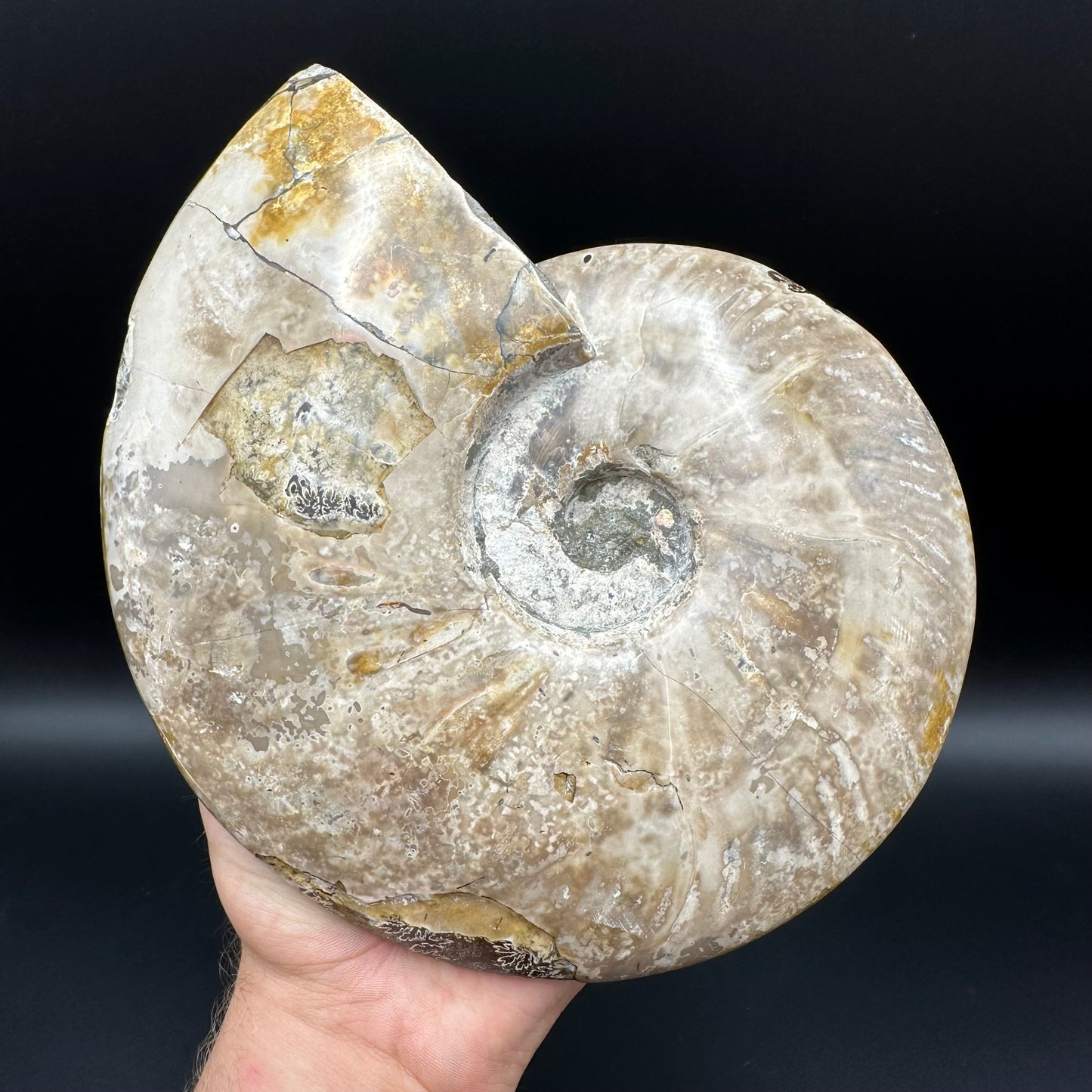 Cleoniceras Ammonite Fossil With Stand - Cretaceous Ammonite Madagascar