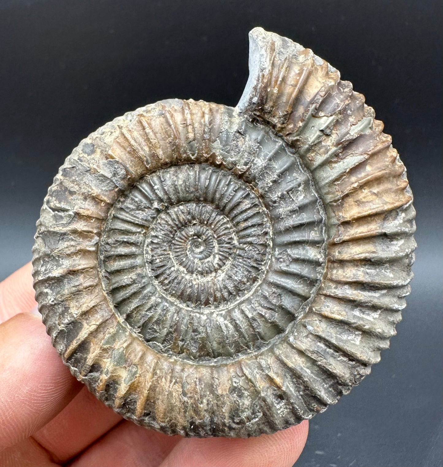 Dactylioceras Ammonite Fossil With Box And Stand - Whitby, North Yorkshire Jurassic Coast Yorkshire Fossils