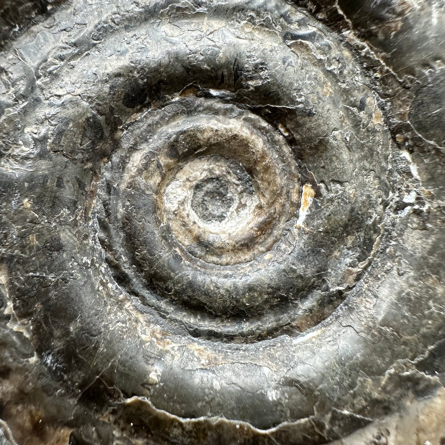 Hildoceras Bifrons Ammonite fossil with stand - Whitby, North Yorkshire Jurassic Coast, Yorkshire Fossils from the Jurassic Coast