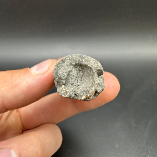 Belemnite (Fossil Squid) shell fossil - Whitby, North Yorkshire Jurassic Coast Yorkshire Fossils