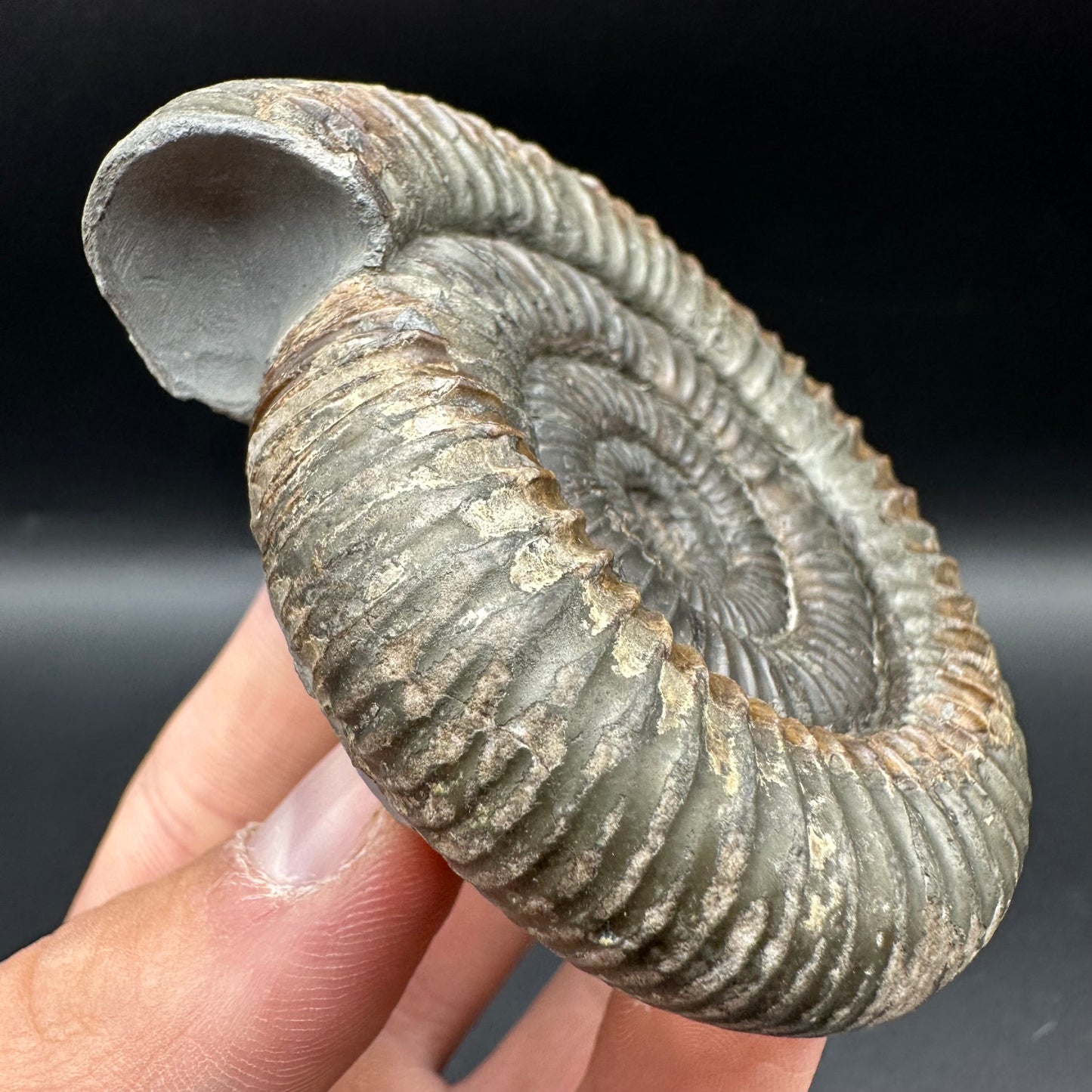 Dactylioceras Ammonite Fossil With Box And Stand - Whitby, North Yorkshire Jurassic Coast Yorkshire Fossils
