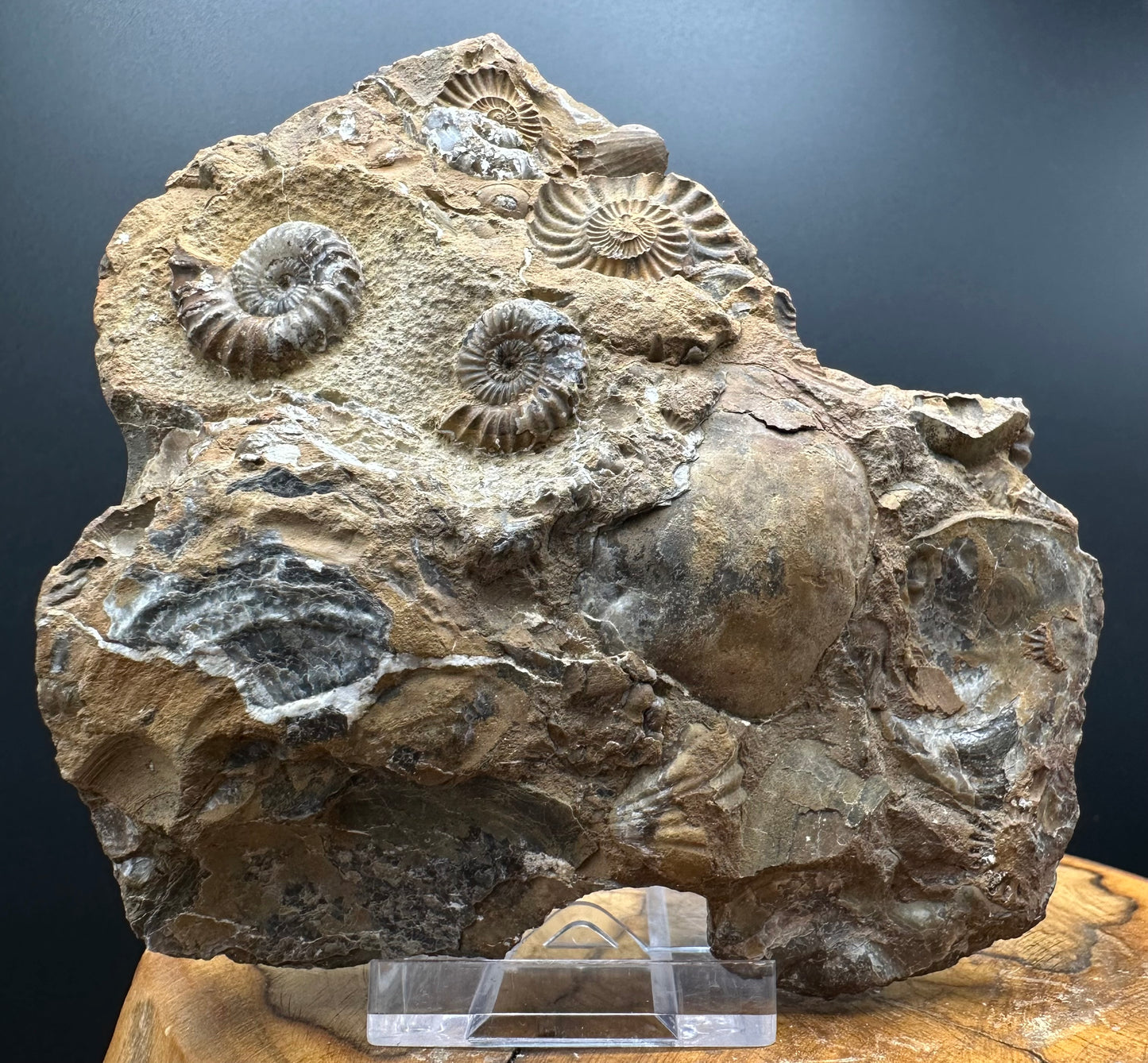 Androgynoceras capricornus Ammonite Fossil With Stand - Whitby, North Yorkshire Jurassic Coast Yorkshire Fossils