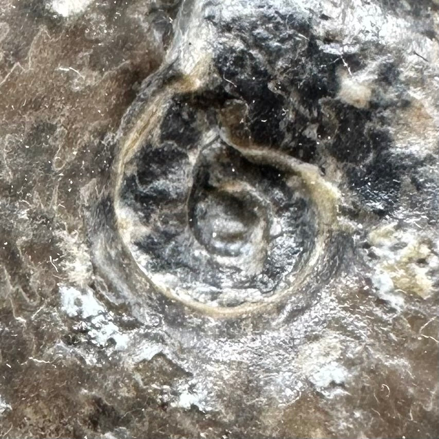 Eleganticeras Elegantulum ammonite with box and stand - Whitby, North Yorkshire Jurassic Coast, Yorkshire Fossils