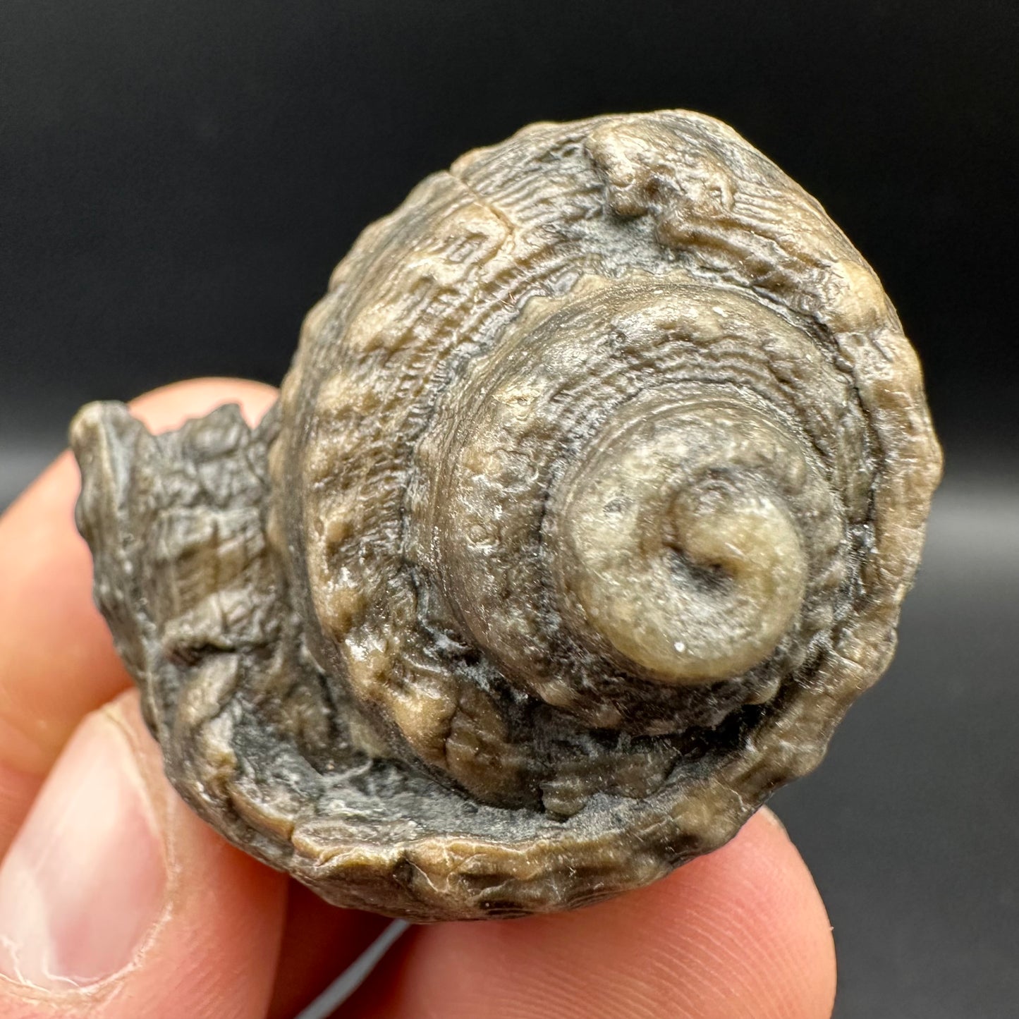 Gastropod Shell Fossil With Box And Stand - Whitby, North Yorkshire, Jurassic Coast, Yorkshire Fossils