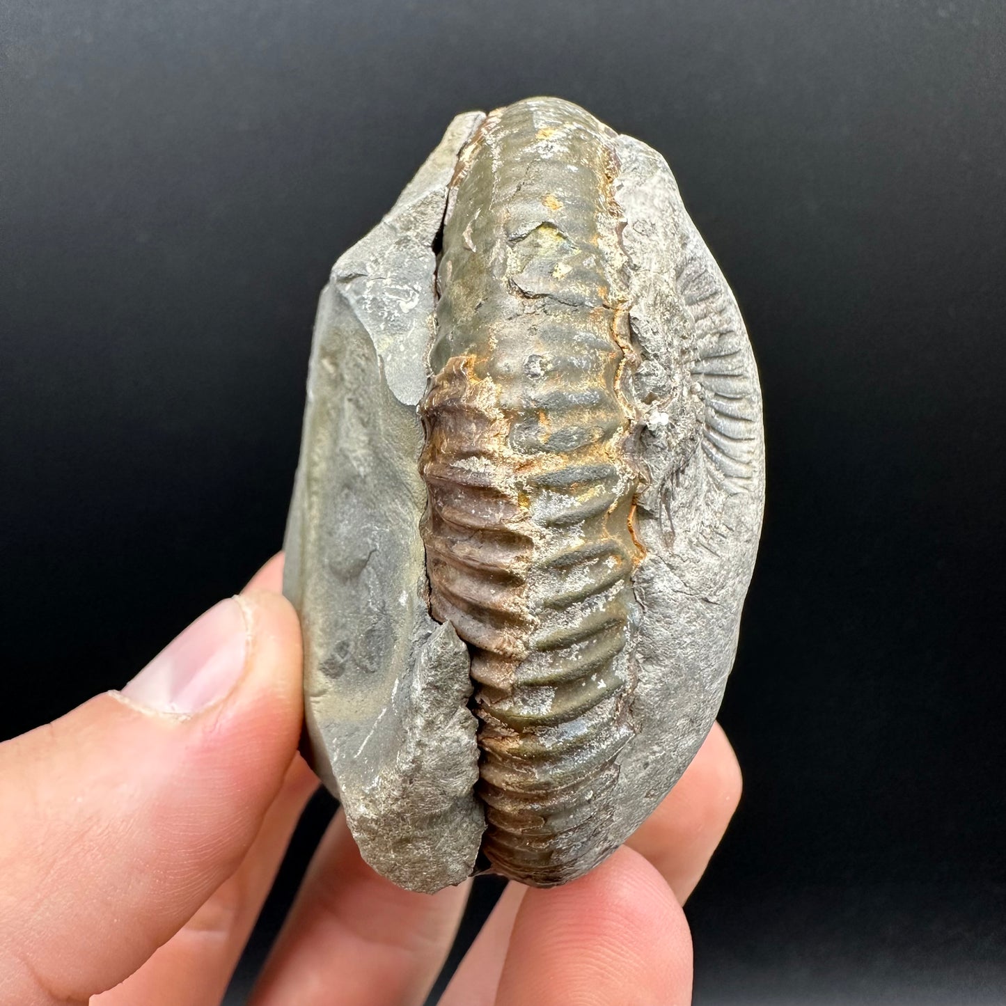Dactylioceras Ammonite nodule (split pair) Fossil With Box And Stand - Whitby, North Yorkshire Jurassic Coast Yorkshire Fossils