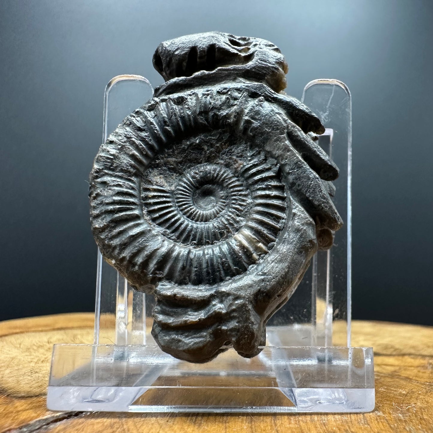 Snakestone Ammonite Fossil With Bag/Box And Stand - Whitby, North Yorkshire Jurassic Coast Yorkshire Fossils