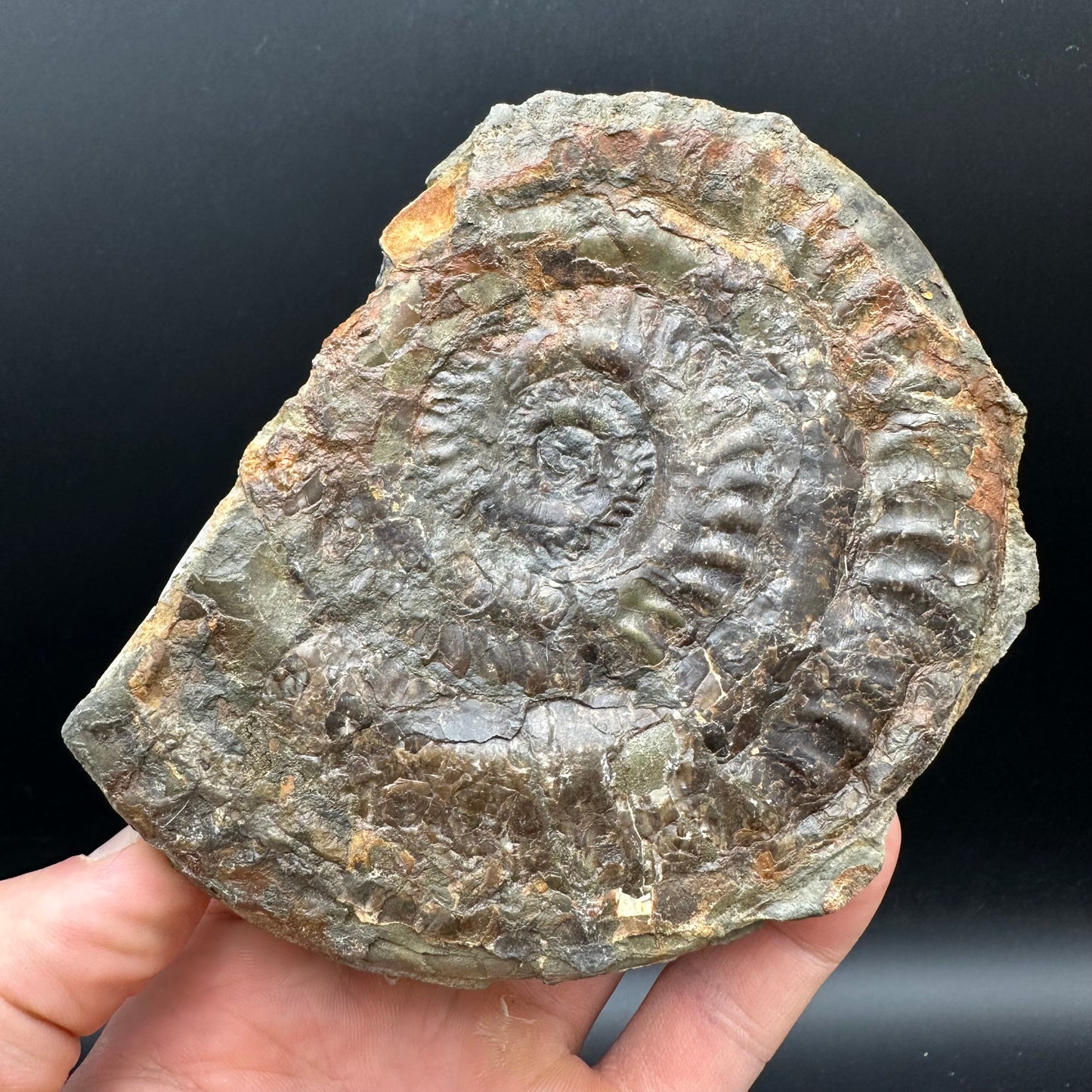 Hildoceras lusitanicum Ammonite Nodule (split pair) Fossil With Stand - Whitby, North Yorkshire Jurassic Coast Yorkshire Fossils