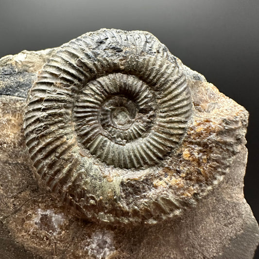 Dactylioceras Ammonite Fossil Gift Set - Whitby, North Yorkshire Jurassic Coast Yorkshire Fossils