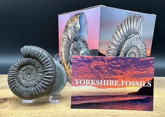 Dactylioceras Ammonite Fossil With box and Stand - Whitby, North Yorkshire Jurassic Coast Yorkshire Fossils