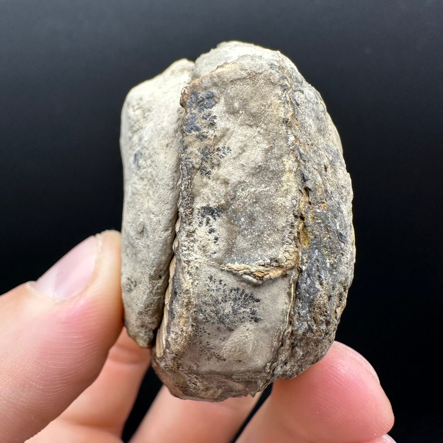 Dactylioceras Ammonite nodule (split pair) Fossil With Box And Stand - Whitby, North Yorkshire Jurassic Coast Yorkshire Fossils