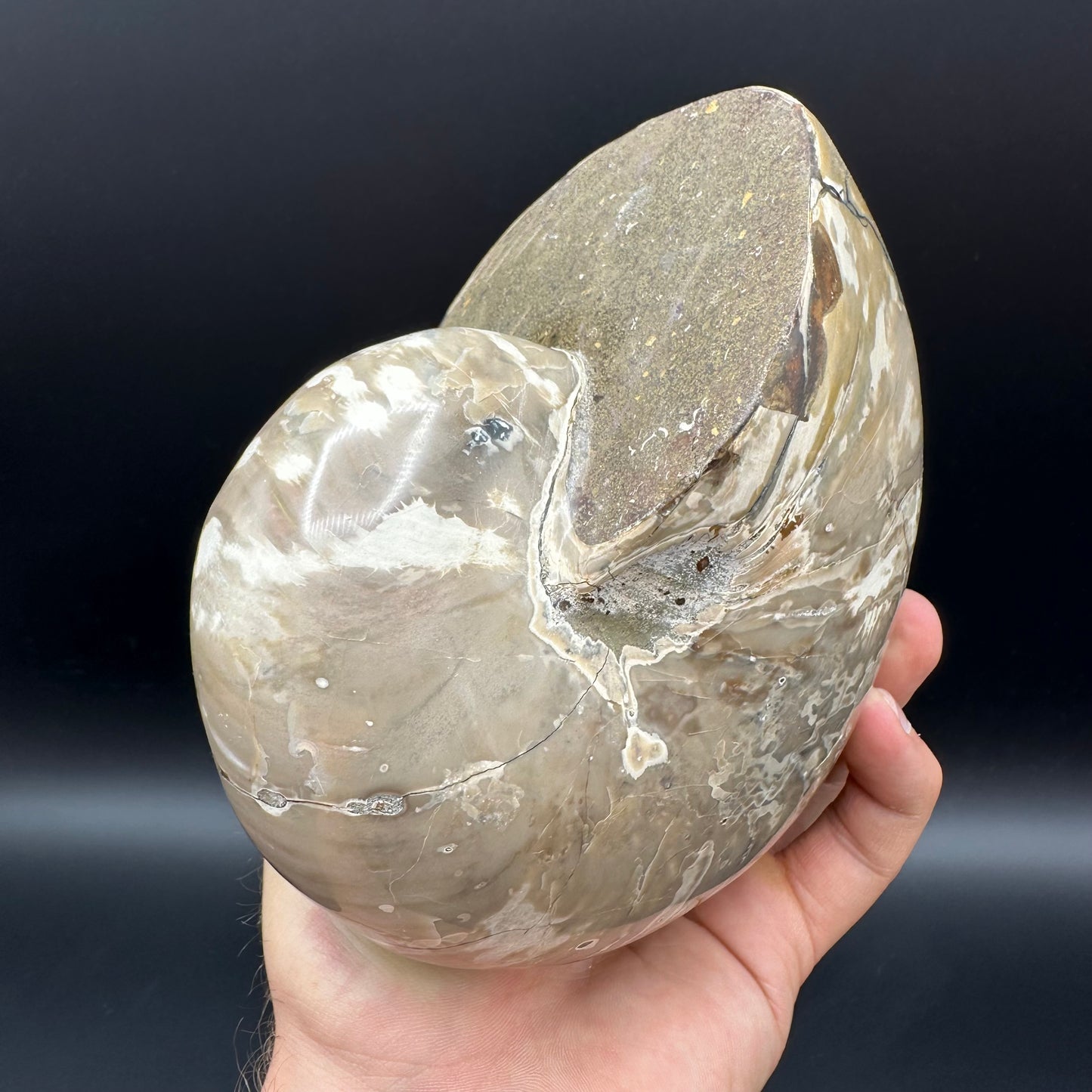 Cenoceras Nautilus Fossil With Stand - Middle Cretaceous Madagascar