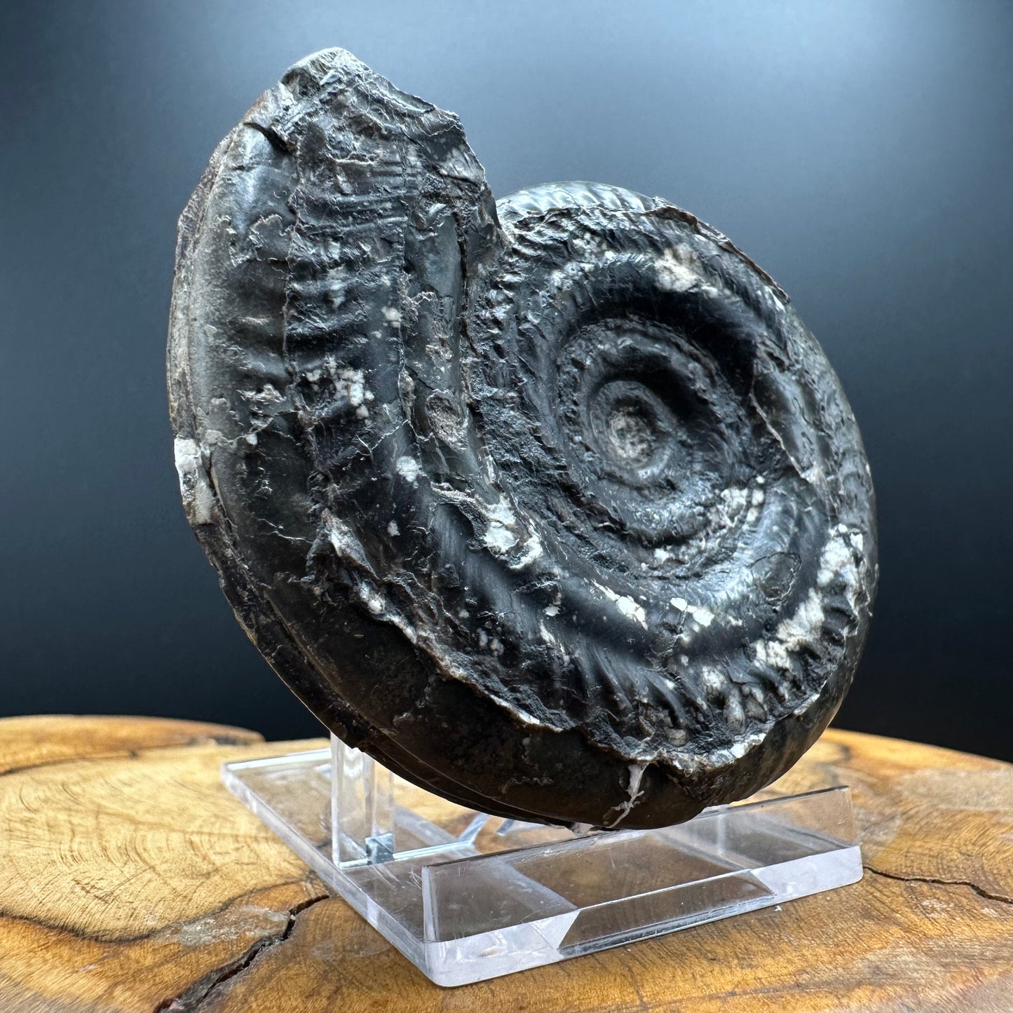 Hildoceras Bifrons Ammonite fossil with box and stand - Whitby, North Yorkshire Jurassic Coast, Yorkshire Fossils from the Jurassic Coast