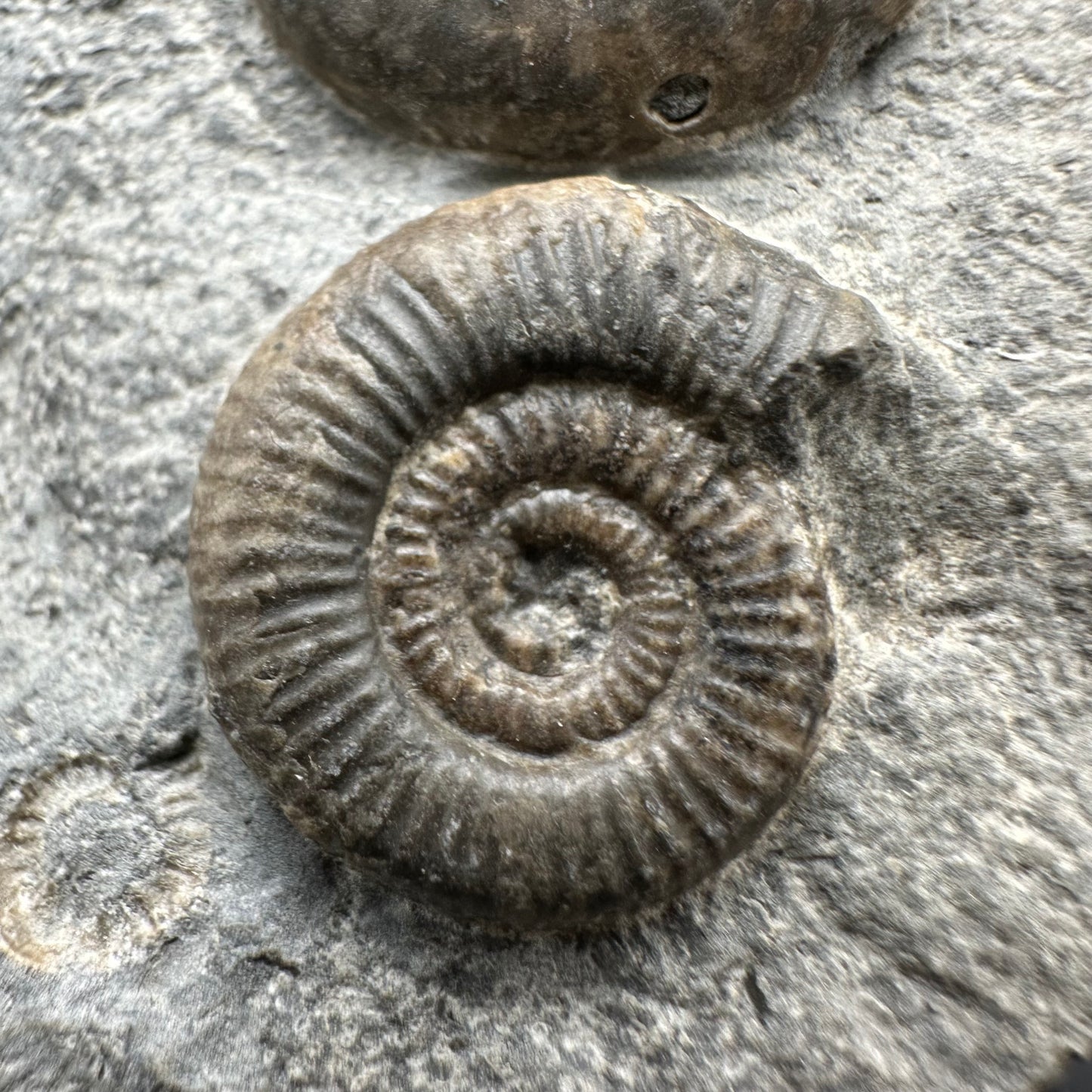 Gracile / Phylloceras Multi-block Ammonite Fossil With Box And Stand - Whitby, North Yorkshire Jurassic Coast Yorkshire Fossils