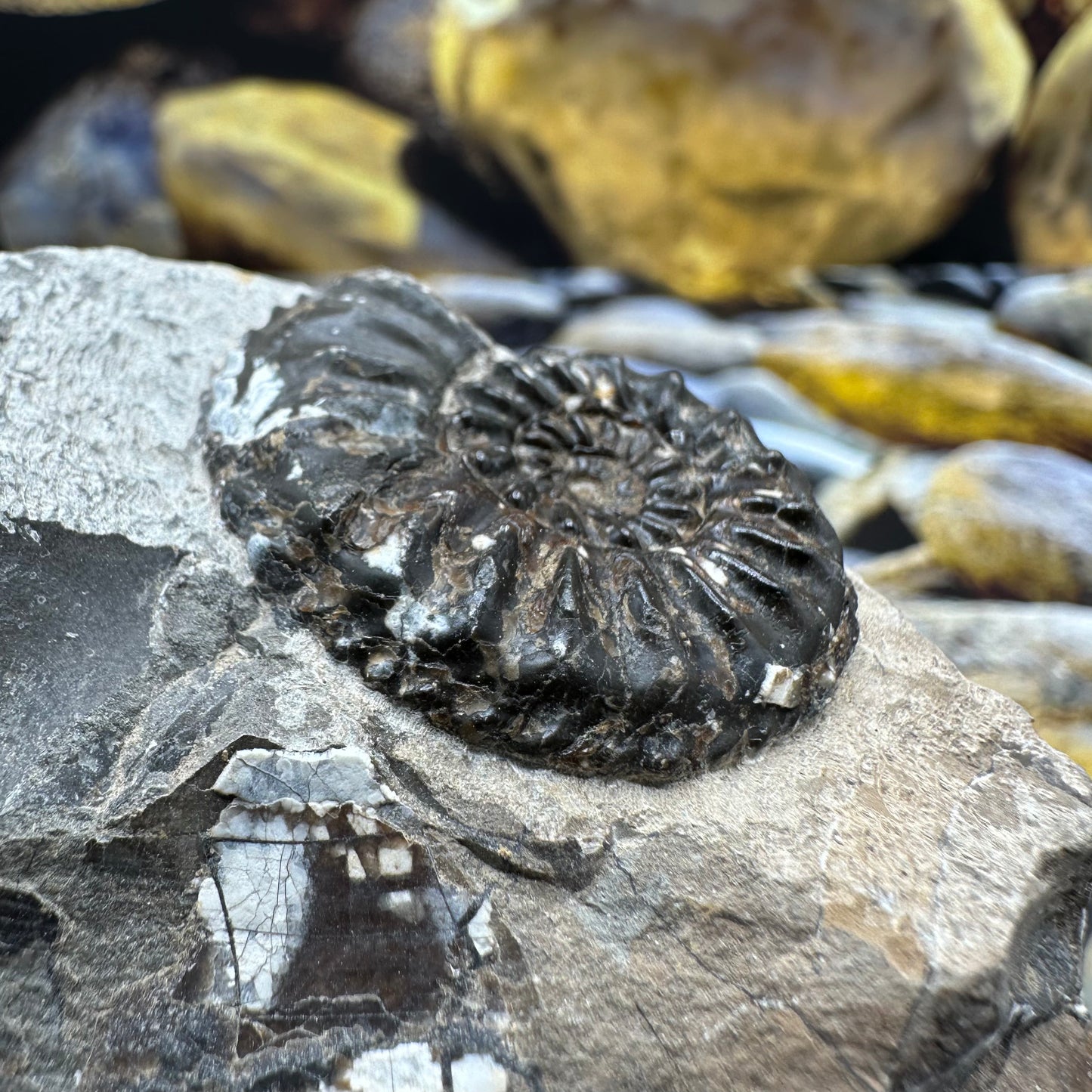 Amaltheus subnodosus ammonite fossil - Whitby, North Yorkshire Jurassic Coast, Yorkshire Fossils