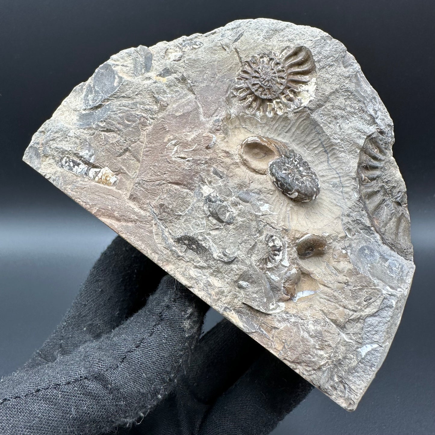Amaltheus subnodosus Ammonite fossil with box and stand - Whitby, North Yorkshire Jurassic Coast Yorkshire Fossils