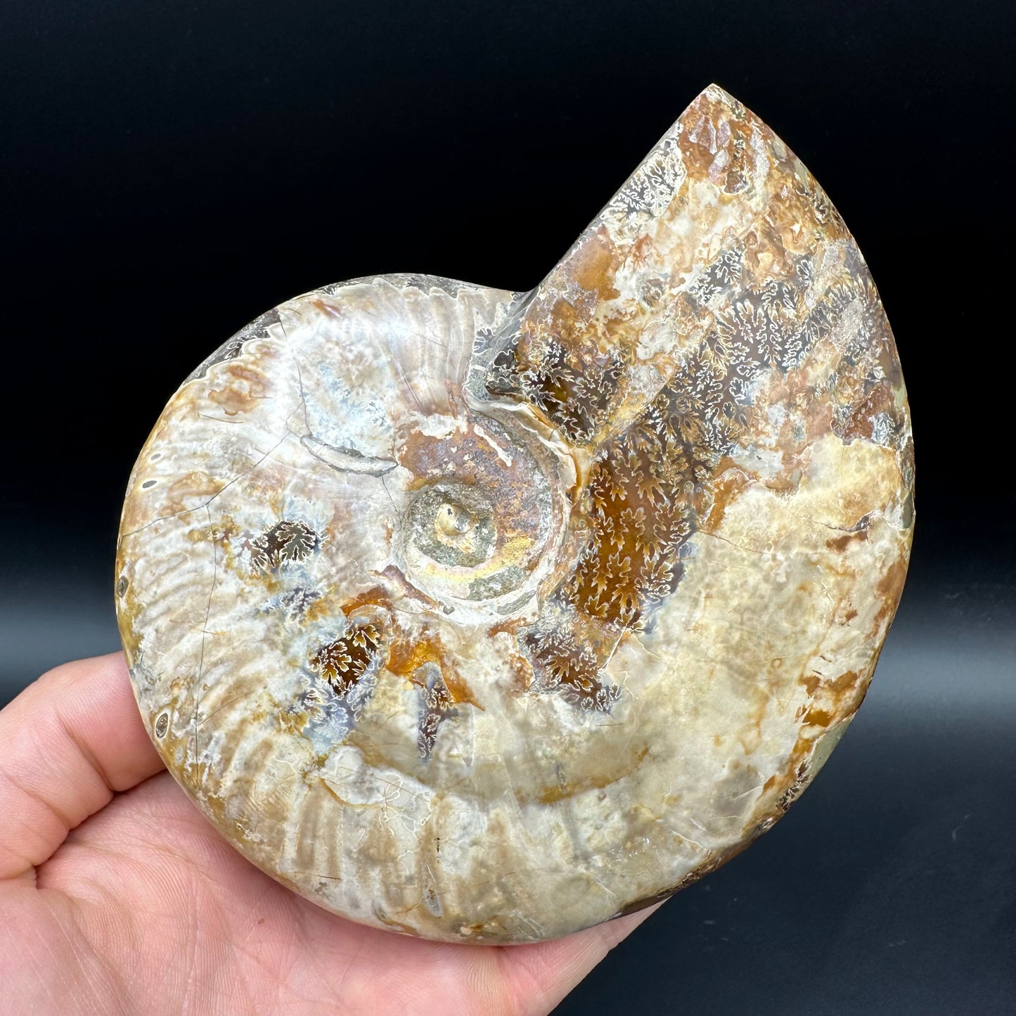 Cleoniceras Ammonite Fossil With Stand - Cretaceous Ammonite Madagascar
