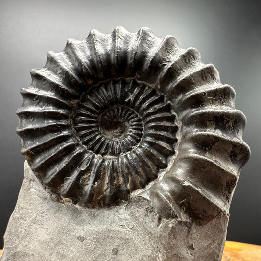 Pleuroceras hawskerense Ammonite fossil with box and stand - Whitby, North Yorkshire Jurassic Coast, Yorkshire fossils
