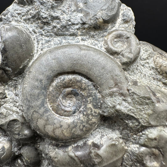 Psiloceras ammonite fossil with box and stand - Whitby, North Yorkshire Jurassic Coast, Yorkshire fossils