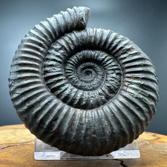 Dactylioceras Ammonite Fossil With box and Stand - Whitby, North Yorkshire Jurassic Coast Yorkshire Fossils
