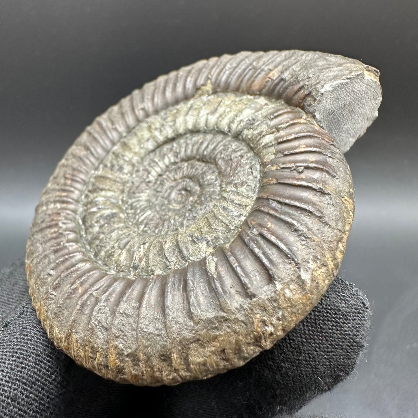 Dactylioceras Ammonite Fossil With Box And Stand - Whitby, North Yorkshire Jurassic Coast Yorkshire Fossils