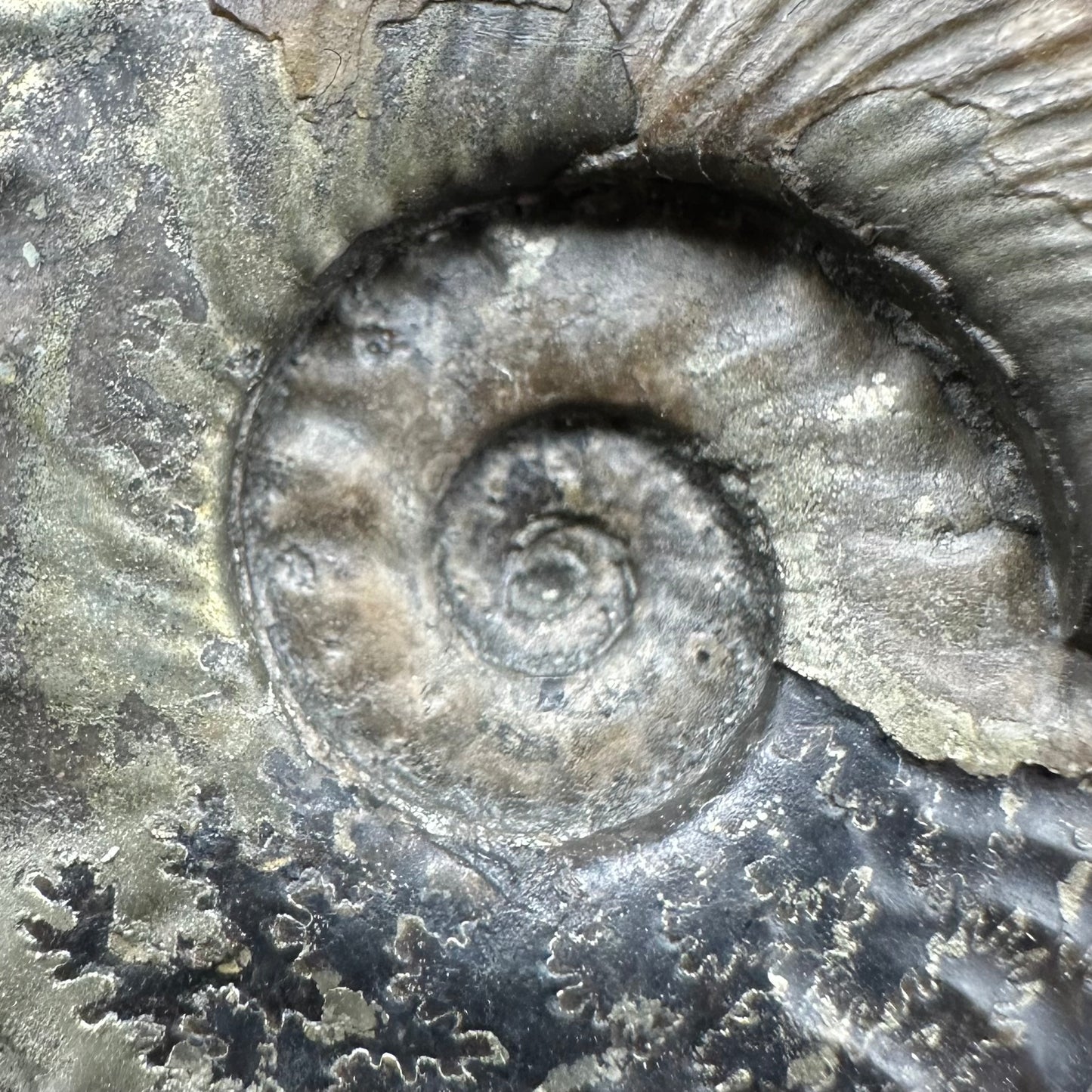 Golden Harpoceras Sp. Ammonite fossil with box and stand - Whitby, North Yorkshire Jurassic Coast Yorkshire Fossils