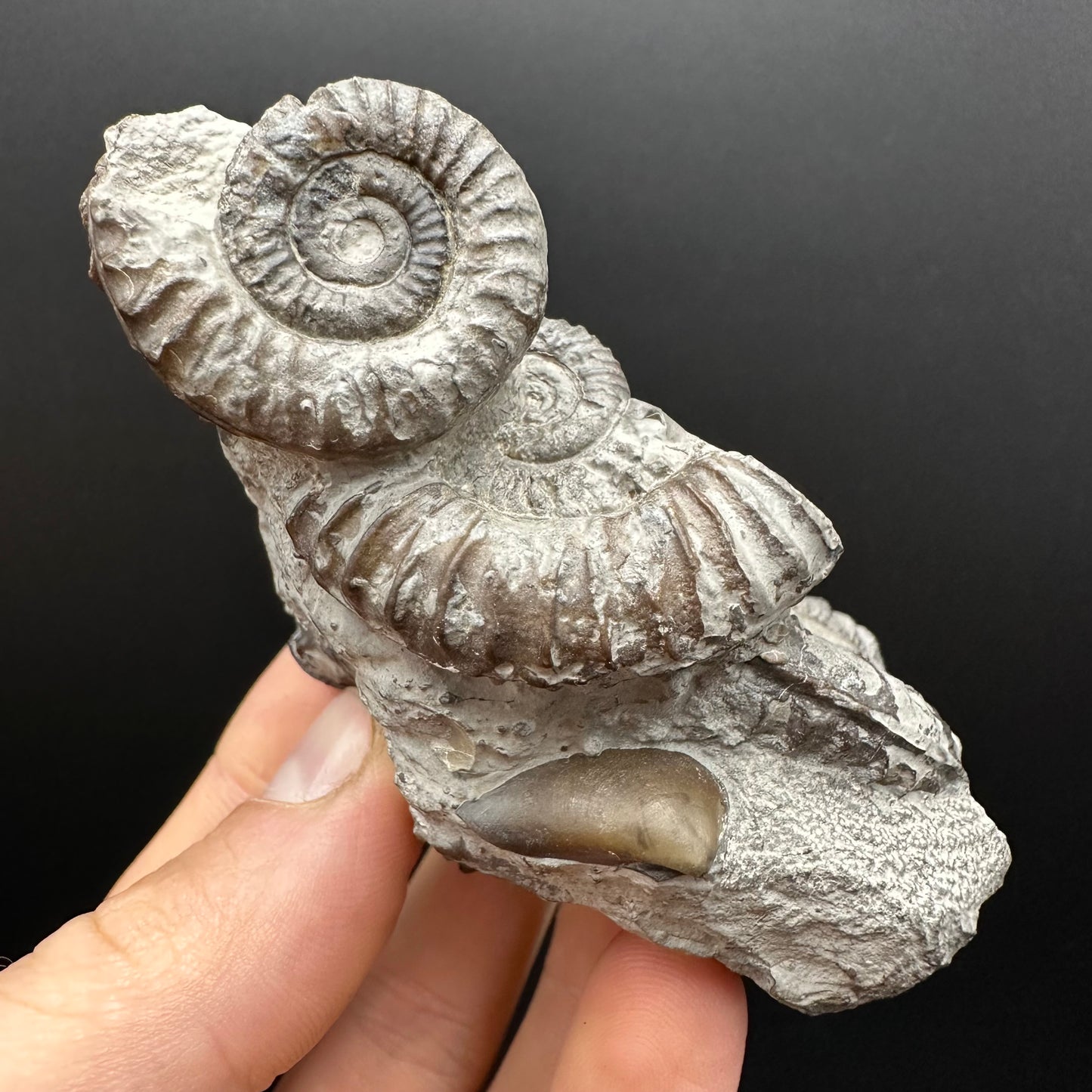 Arnioceras ammonite shell fossil with box and stand - Whitby, North Yorkshire Jurassic Coast Yorkshire Fossils