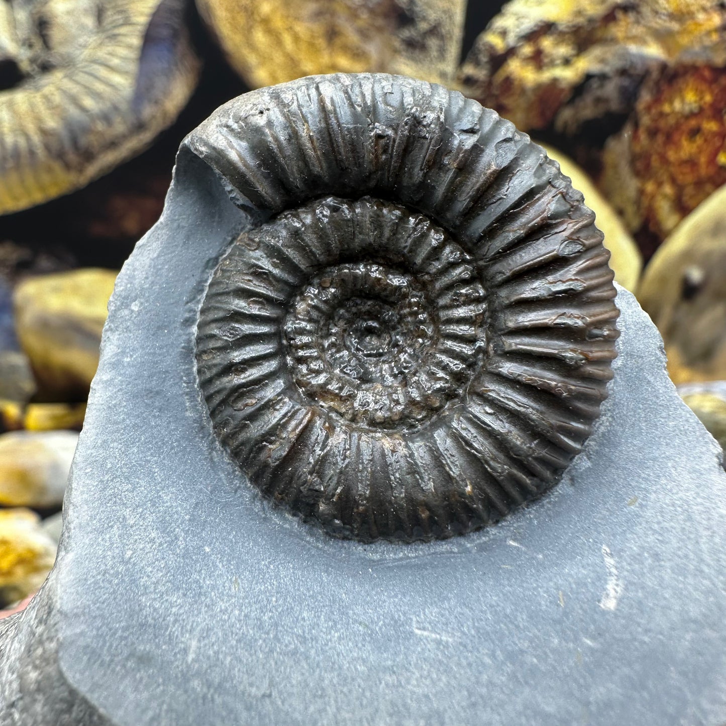 Catacoeloceras jordani ammonite fossil - Whitby, North Yorkshire