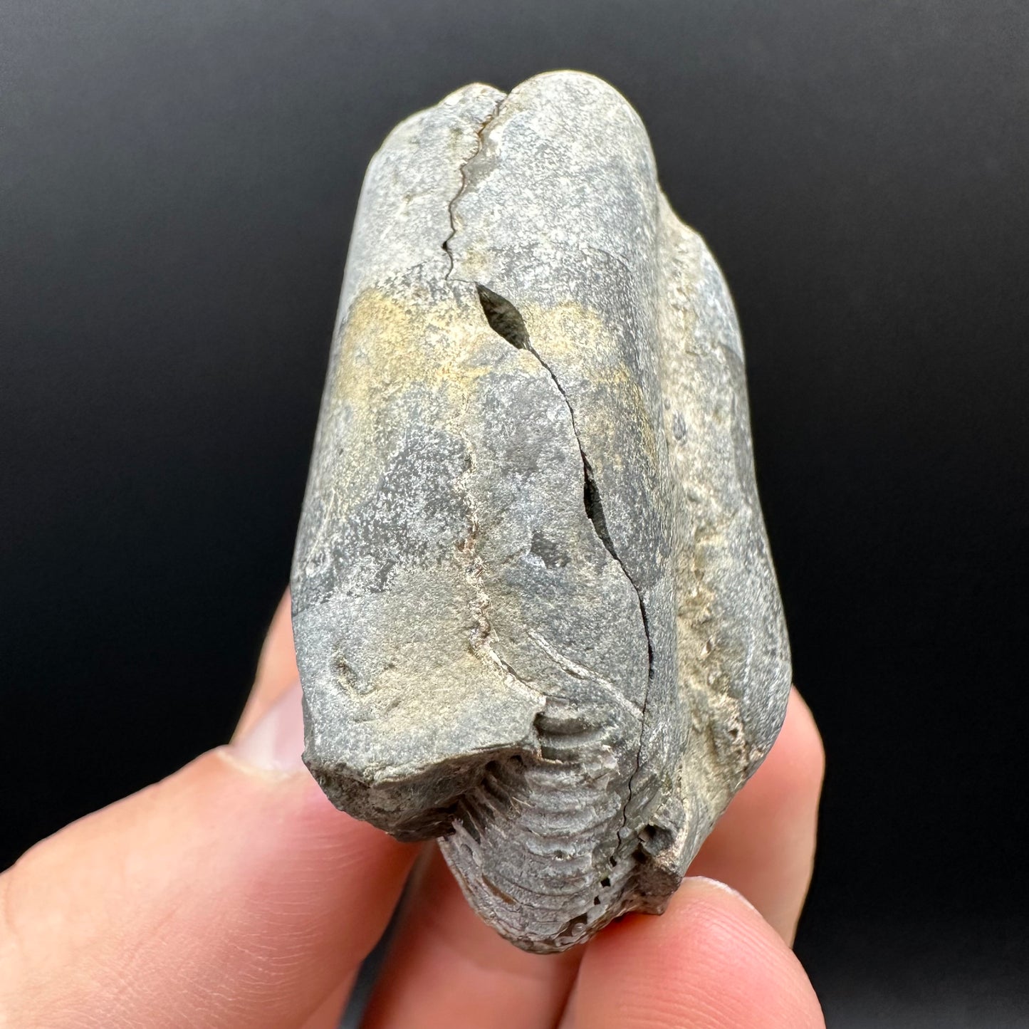 Dactylioceras Ammonite nodule (split pair) Fossil With Box And Stand - Whitby, North Yorkshire Jurassic Coast Yorkshire Fossils