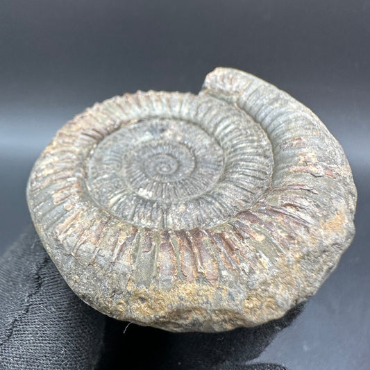 Dactylioceras Ammonite Fossil With Box And Stand - Whitby, North Yorkshire Jurassic Coast Yorkshire Fossils