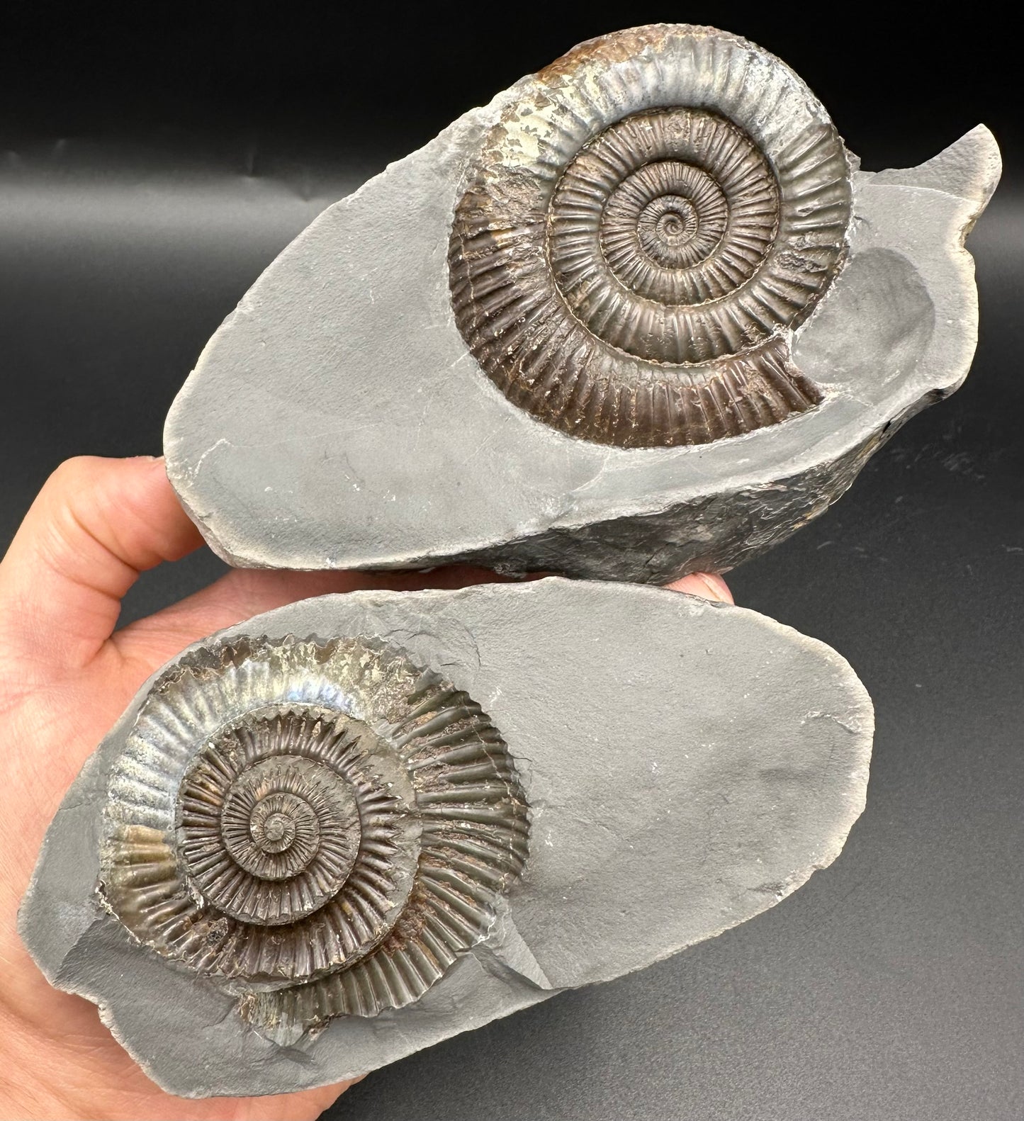 Dactylioceras Ammonite nodule (split pair) Fossil With Stand - Whitby, North Yorkshire Jurassic Coast Yorkshire Fossils