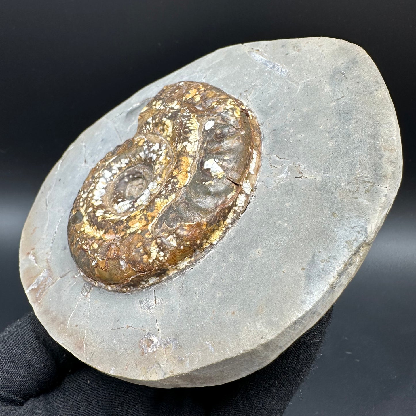 Hildoceras Bifrons Ammonite fossil with stand - Whitby, North Yorkshire Jurassic Coast, Yorkshire Fossils from the Jurassic Coast
