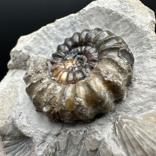 Androgynoceras maculatum ammonite fossil with box and stand - Whitby, North Yorkshire Jurassic Coast Yorkshire Fossils
