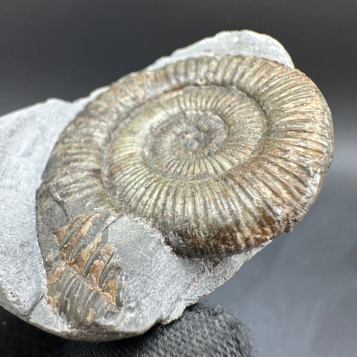 Dactylioceras Ammonite Fossil With Box And Stand - Whitby, North Yorkshire Jurassic Coast Yorkshire Fossils