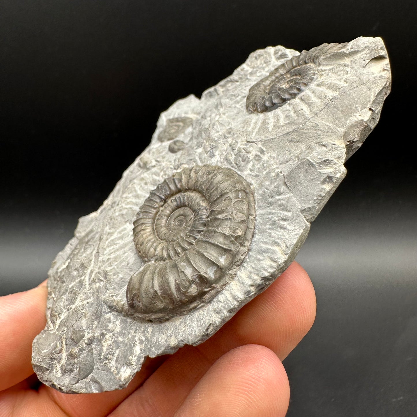 Arnioceras ammonite shell fossil with box and stand - Whitby, North Yorkshire Jurassic Coast Yorkshire Fossils