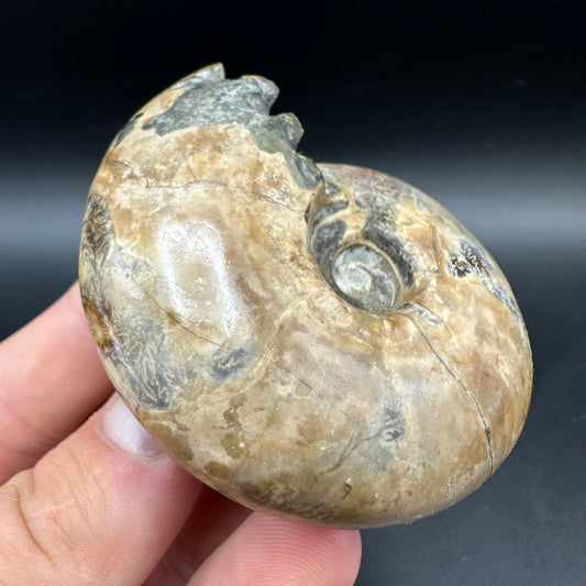 Puzosia Ammonite Fossil With Box And Stand - Cretaceous Ammonite Madagascar