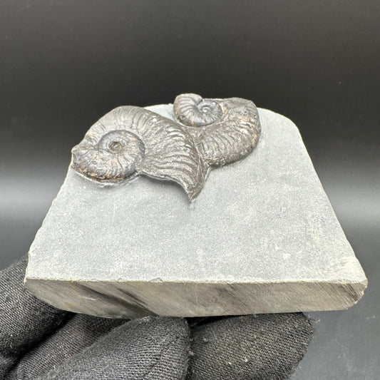 Cleviceras sp. ammonite shell fossil with stand - Whitby, North Yorkshire Jurassic Coast Yorkshire Fossils