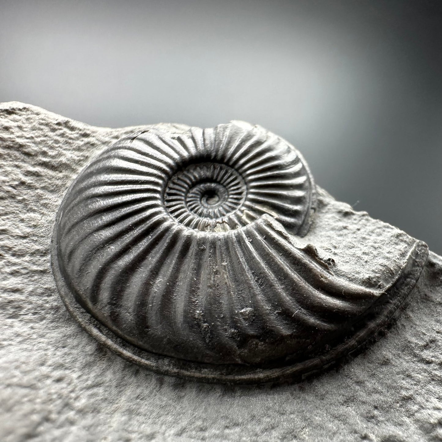 Eparietites Sp. Ammonite fossil with box and stand - Whitby, North Yorkshire Jurassic Coast Yorkshire Fossils