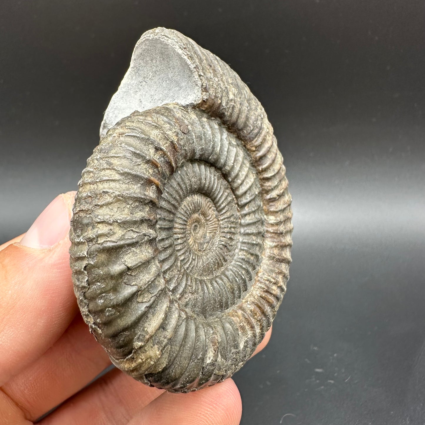 Dactylioceras Ammonite Fossil With Box And Stand - Whitby, North Yorkshire Jurassic Coast Yorkshire Fossils