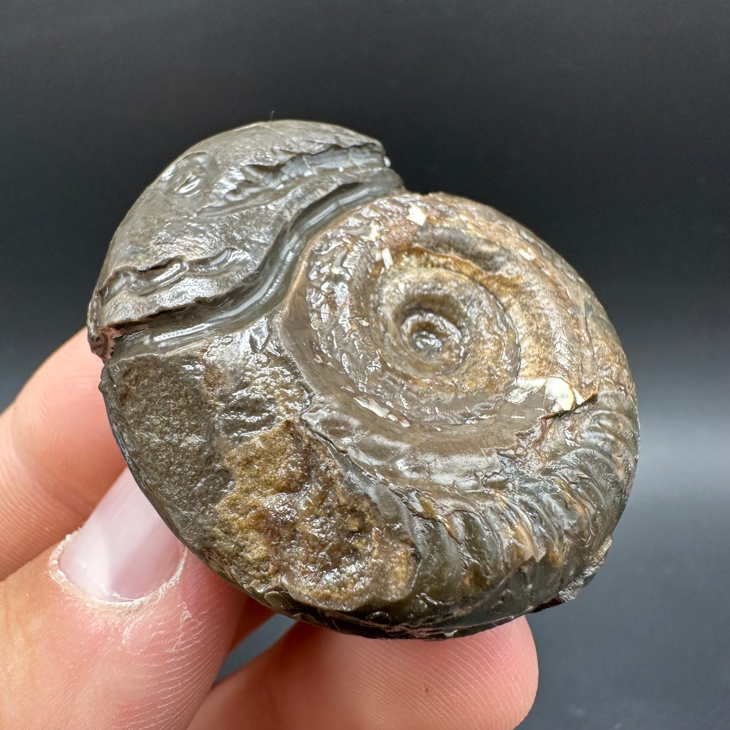 Snakestone Ammonite Fossil With Bag/Box And Stand - Whitby, North Yorkshire Jurassic Coast Yorkshire Fossils