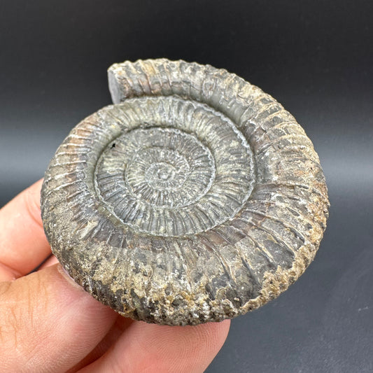 Dactylioceras Ammonite Fossil With Box And Stand - Whitby, North Yorkshire Jurassic Coast Yorkshire Fossils