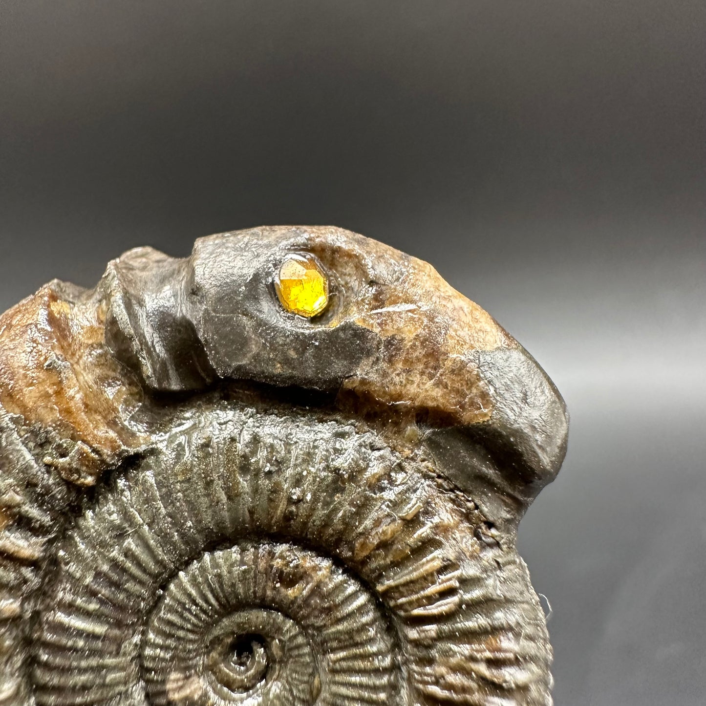 Snakestone Ammonite Fossil With Bag/Box And Stand - Whitby, North Yorkshire Jurassic Coast Yorkshire Fossils