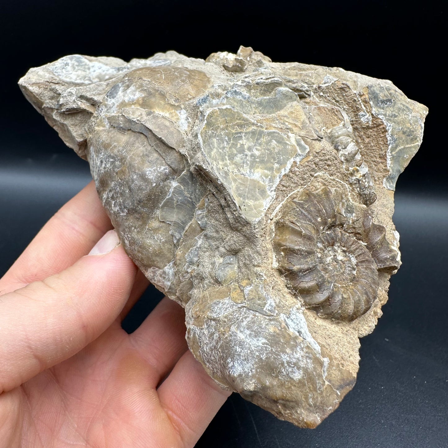 Androgynoceras capricornus Ammonite fossil - Whitby, North Yorkshire Jurassic Coast Yorkshire Fossils