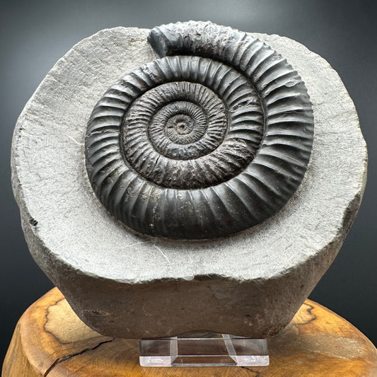 Dactylioceras Ammonite Fossil With Stand - Whitby, North Yorkshire Jurassic Coast Yorkshire Fossils