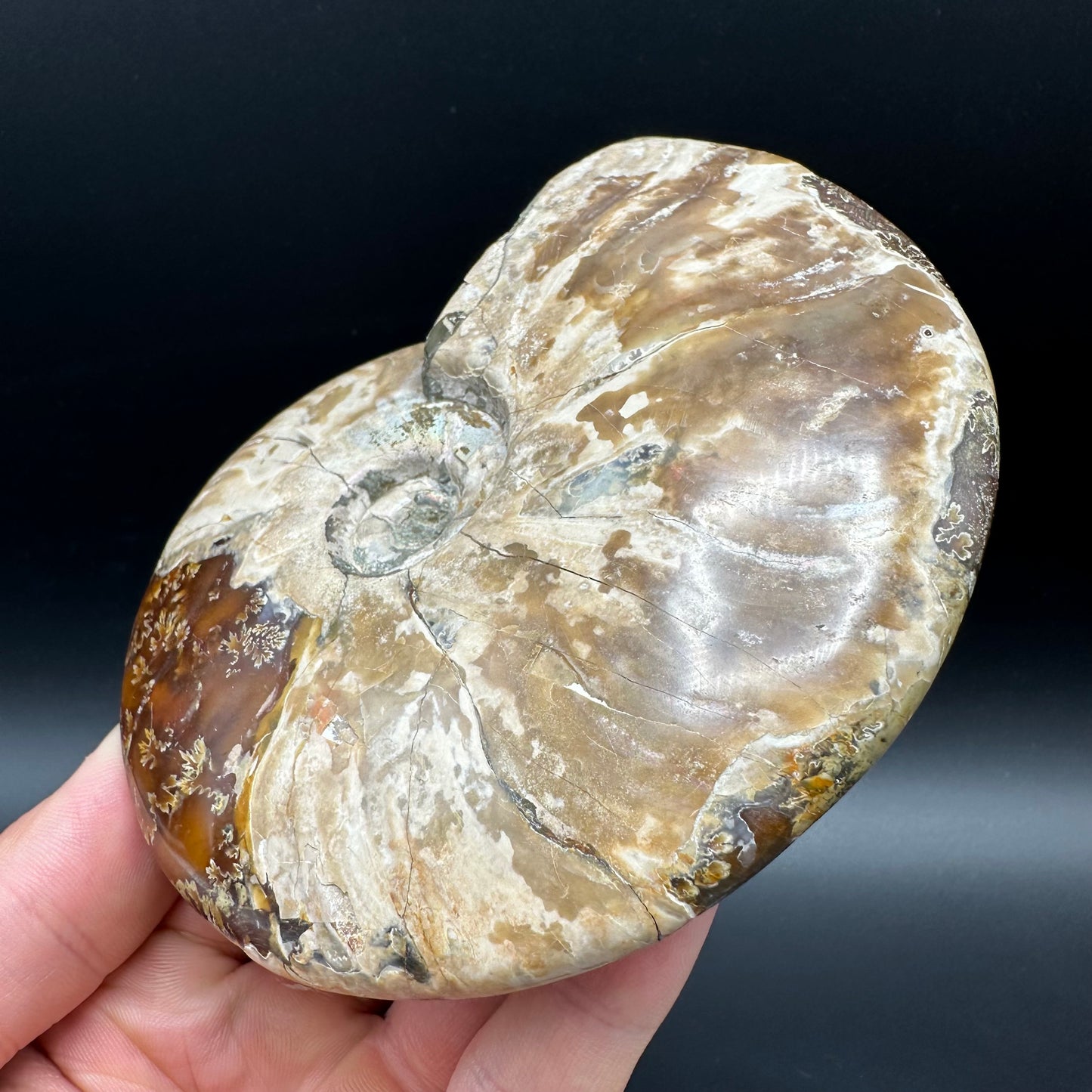 Cleoniceras Ammonite Fossil With Box And Stand - Cretaceous Ammonite Madagascar