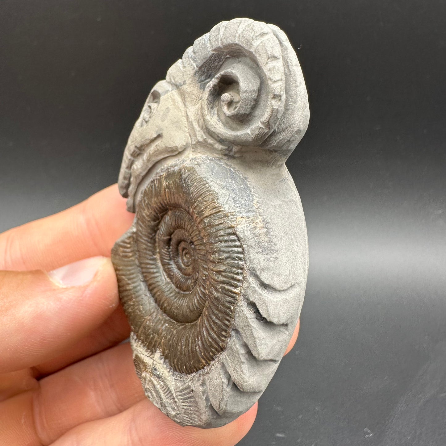 ‘Rammonite’ Snakestone Ammonite Fossil With Bag/Box And Stand - Whitby, North Yorkshire Jurassic Coast Yorkshire Fossils by