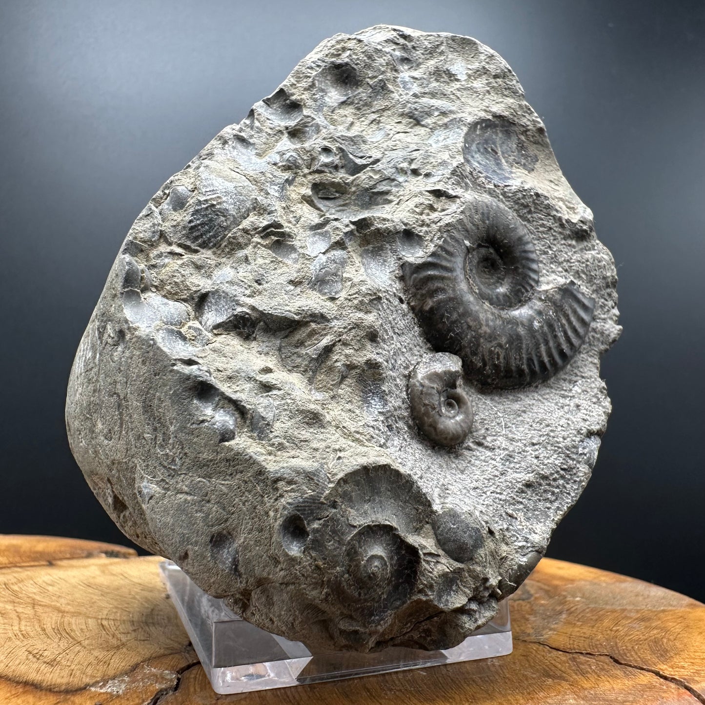 Grammoceras thoaurense Ammonite shell fossil with box and stand - Whitby, North Yorkshire, Yorkshire Fossils from the Jurassic Coast
