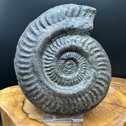 Hildoceras lusitanicum Ammonite fossil with stand - Whitby, North Yorkshire, Jurassic Coast, Yorkshire Fossils from the Jurassic Coast