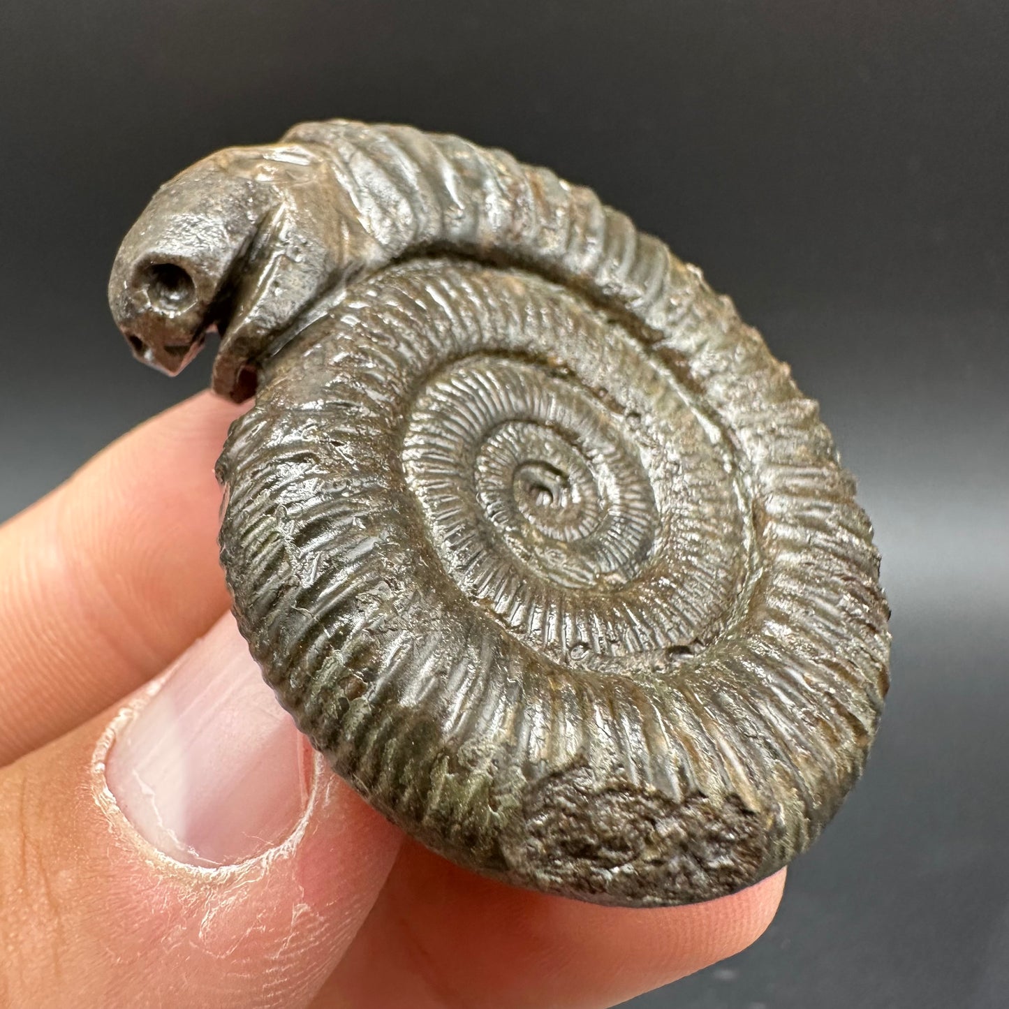 Snakestone Ammonite Fossil With Bag/Box And Stand - Whitby, North Yorkshire Jurassic Coast Yorkshire Fossils