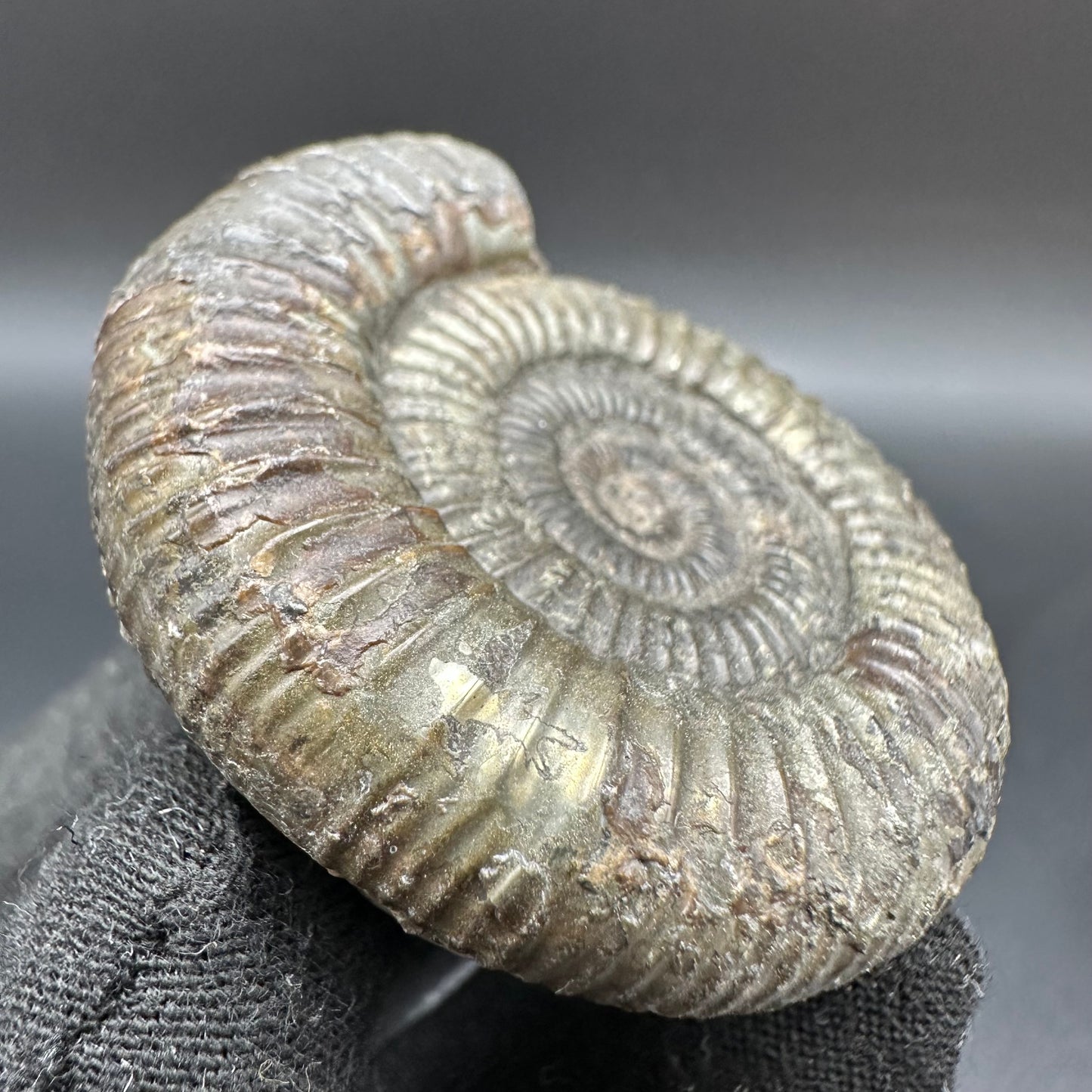 Dactylioceras Ammonite Fossil With Box And Stand - Whitby, North Yorkshire Jurassic Coast Yorkshire Fossils