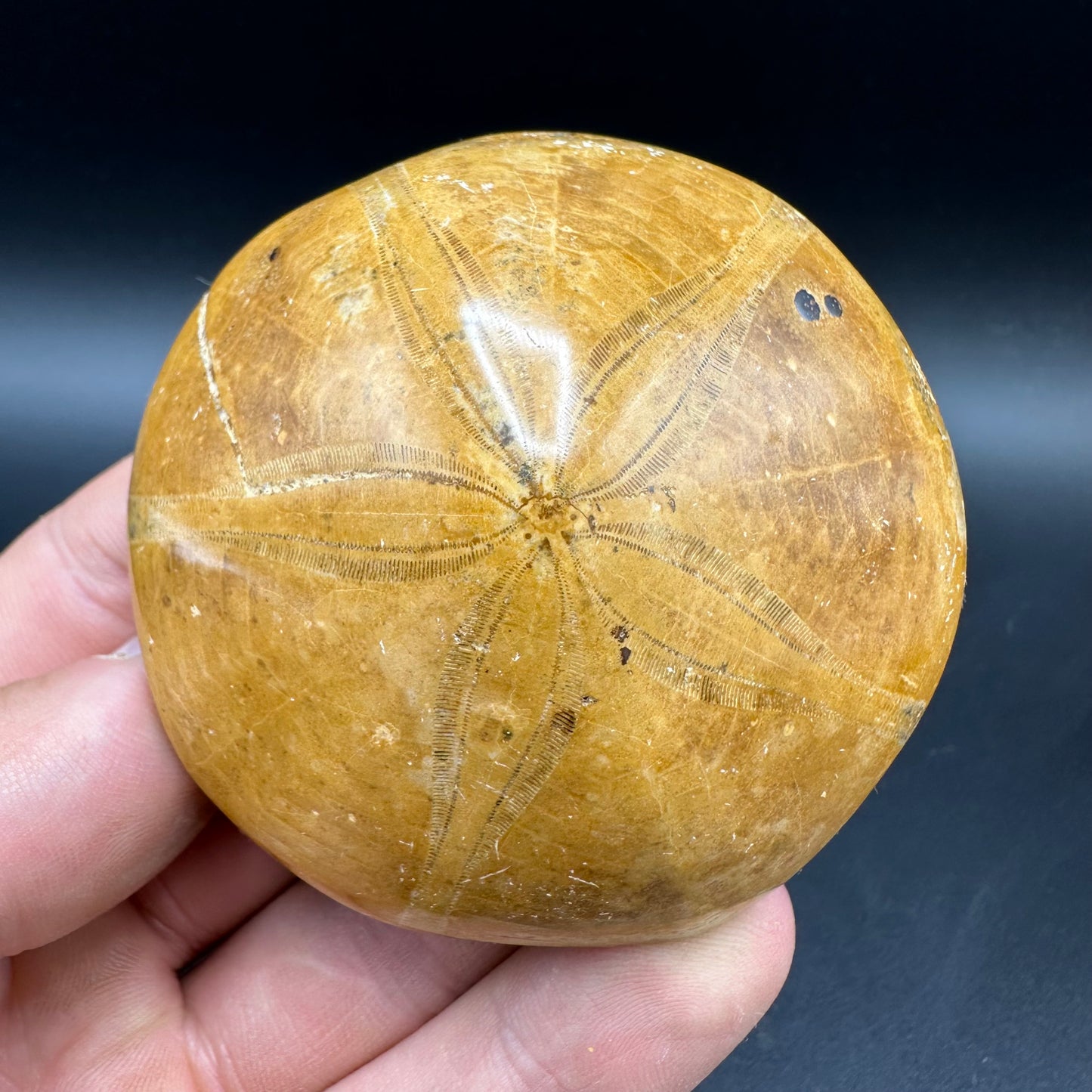 Holectypus Sea Urchin Fossil With Box And Stand - Middle Jurassic Madagascar
